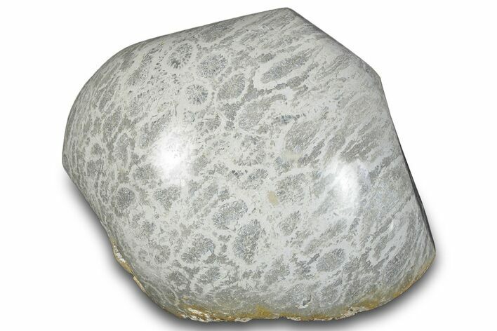 Polished Fossil Coral Head - Indonesia #293835